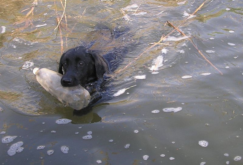 санитар водоемов