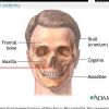 face-anatomy