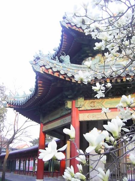 flower buds and a pavilion