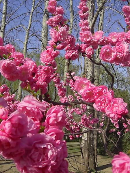 sakura  in blossom