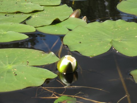 Лилия на озере!