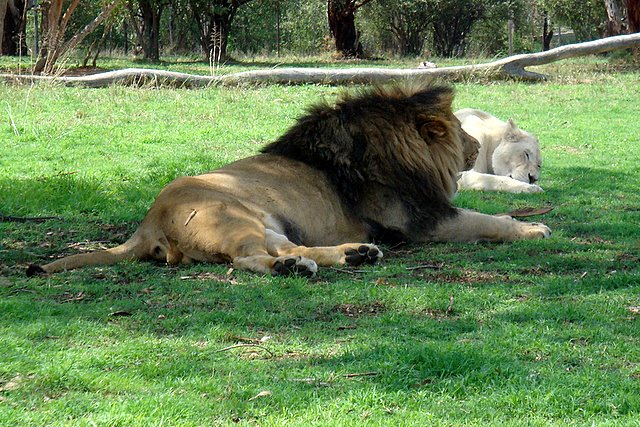 Lion's Park