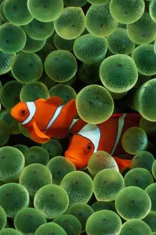 iPhone Clown fish