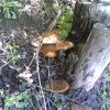 Polyporus squamosus