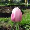 Тюльпан бледно-розовый