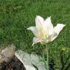 тюльпан белый остролепестковый