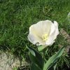 Белый тюльпан с желтыми прожилками