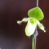 Цветет пафиопедилум