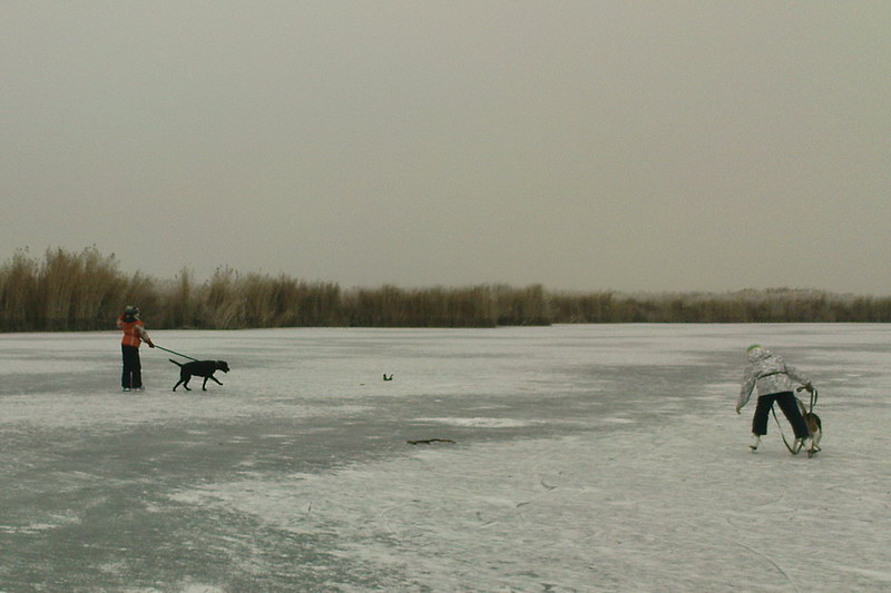 ездовые собаки