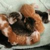 kittens2