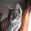 серый кот1
