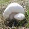 2008 год грибы