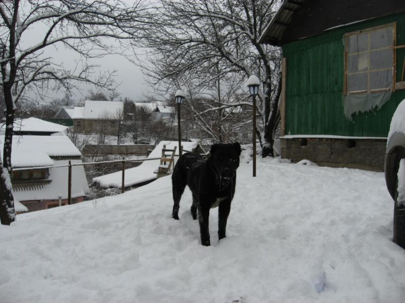 Табан, 9 марта 2009 г.