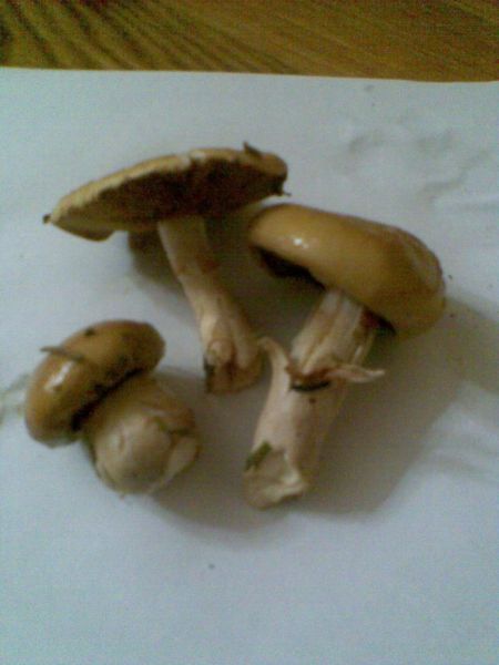 грибы1
