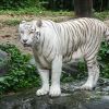 Белый тигр.