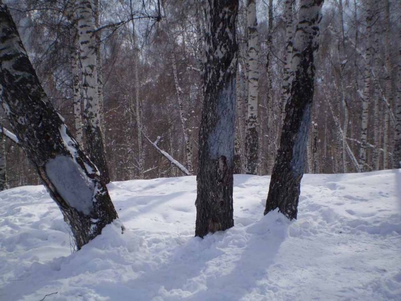 свастика в парке2