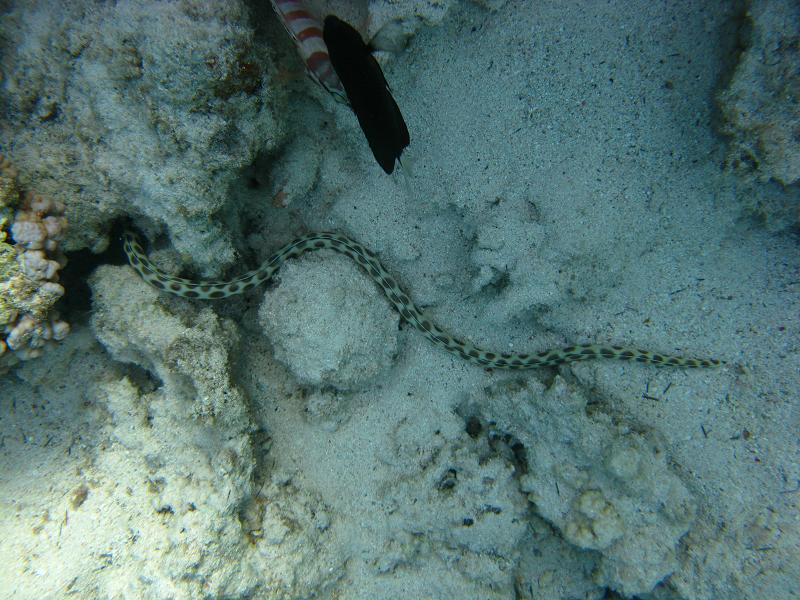 Подводная змея