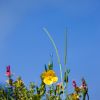 Glaucium flavum/Papaveraceae