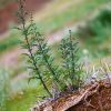 Urtica cannabiana L. / Urticaceae