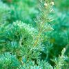  Artemisia sp. семейство Asteraceae seu Compositae
