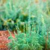  Artemisia sp. семейство Asteraceae seu Compositae