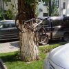 Tree Parking