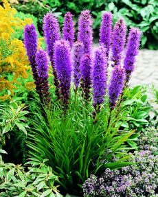 Liatris spicata