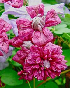 Clematis 'Purpurea Plena Elegans'