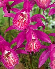 Pleione 'Tongariro'