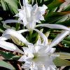 Pancratium maritimum