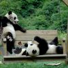 10 Малыши панды на качелях