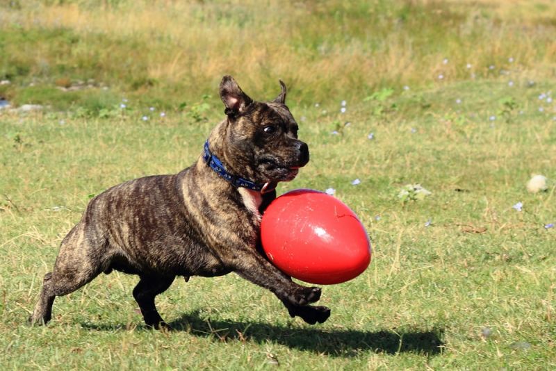 Staffy Shanti