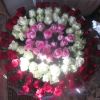 Букет из 101 розы: revival, white naomi, red naomi