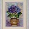 Dimensions. Hydrangea in Bloom