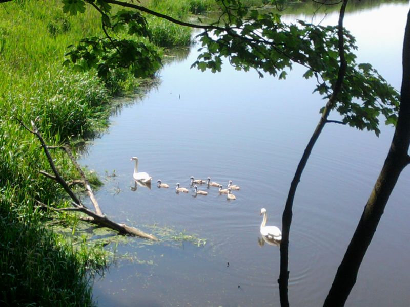 В парке Гурьевска