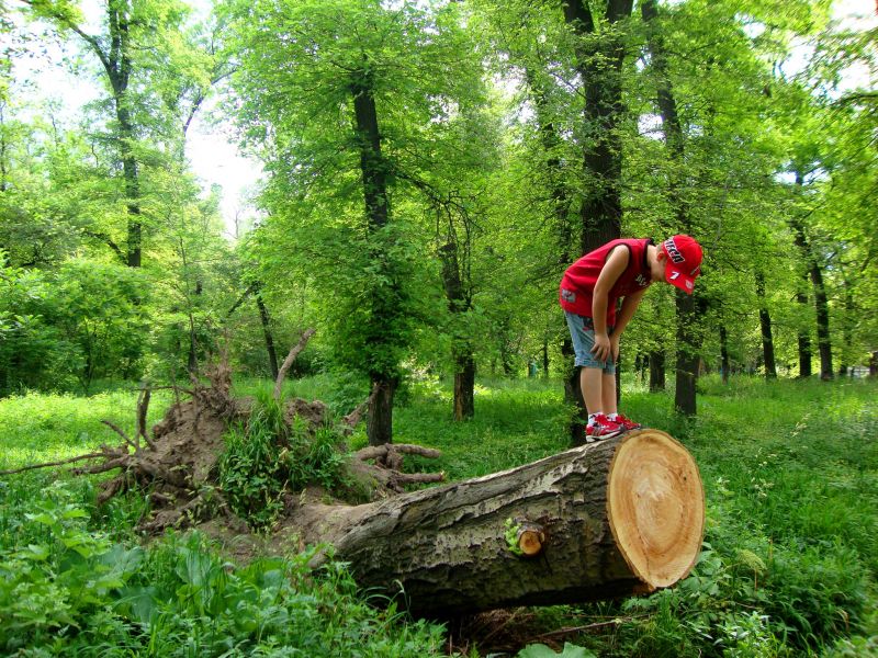 Считаем возраст по кольцам