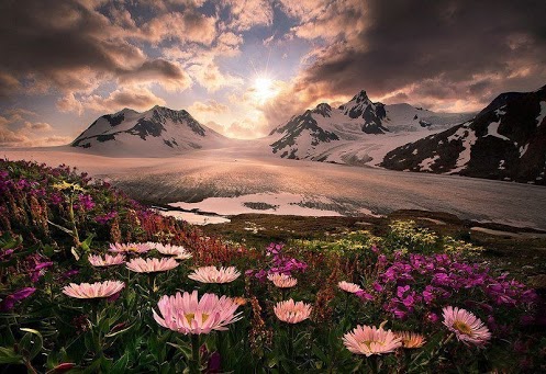 Цветочный оазис среди гор Аляски
