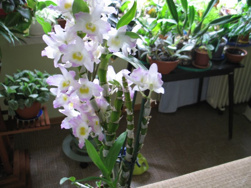 Орхидеи 005