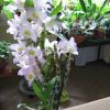 Орхидеи 005