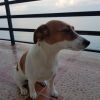 Тама- балконно-гостиничная собака