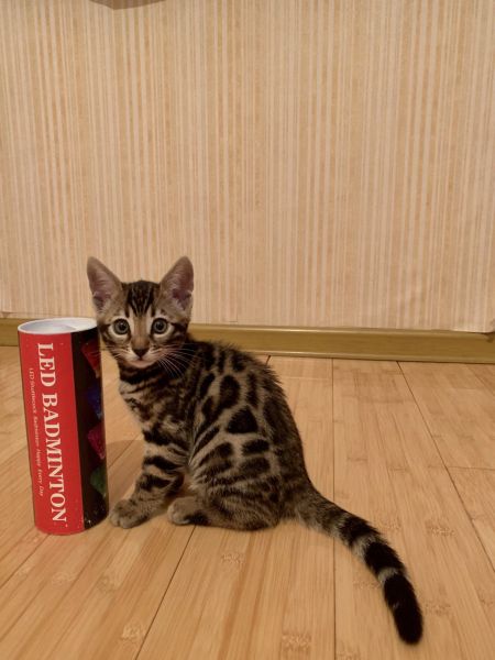 Бенгальский котенок 2 месяца Алматы