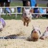 pigs run