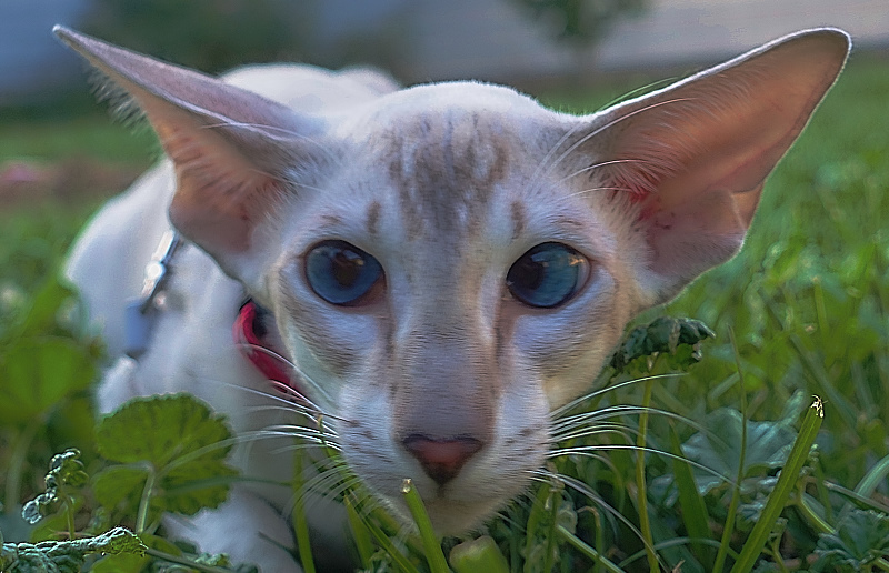 ориентальный сиамский кот