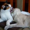 Frodo & Masya 06 2016 2