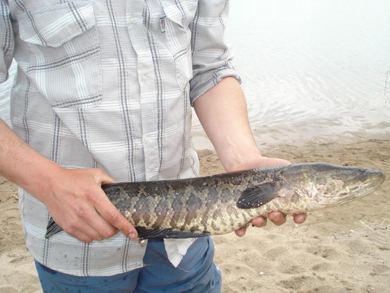 Змейголова рыба в Узбекистане
