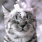Британские мраморные котята,питомник "Silver Tiger" - последнее сообщение от smorodin-kaa