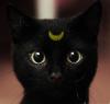 Элитные британские котята редких окрасов - последнее сообщение от FioreDiLuna