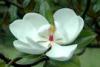 Фотография Magnolia grandiflora