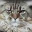 Мейн Кун котята из питомника "Fortknoxcoon" - последнее сообщение от FORT KNOX