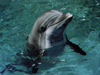 Фотография Северный Дельфин